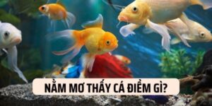 Nằm mơ thấy cá báo hiệu điềm tốt trong tương lai